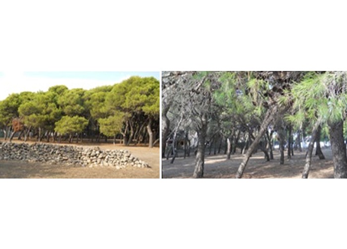 Pulsano (TA) – Torre Castelluccia