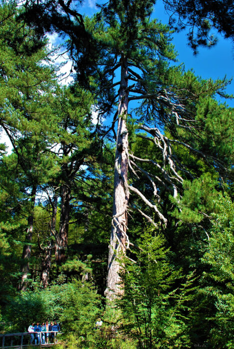 CASALI DEL MANCO (CS) – HUB SERVER